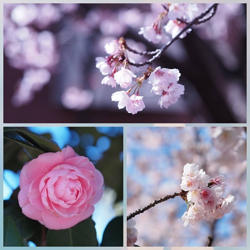 桜を愛でる男 | えんのり日記